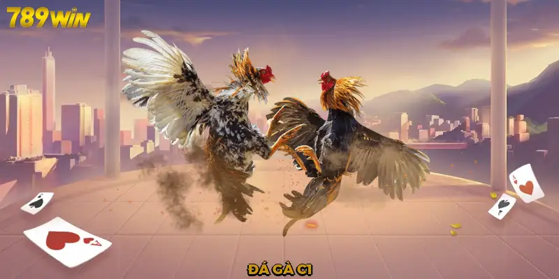 Đá gà C1